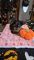 Zeba, a female Yorkshire Terrier for sale in Bowling Green, KY – 4 of 6