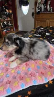 Hector, a male Toy Australian Shepherd for sale in Bowling Green, KY – 3 of 8