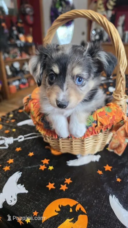 Hector – Toy Australian Shepherd puppy for sale in Bowling Green, KY