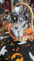 Hector, a male Toy Australian Shepherd for sale in Bowling Green, KY – 1 of 8