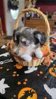 Hector, a male Toy Australian Shepherd for sale in Bowling Green, KY – 4 of 8