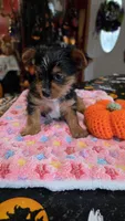 Zeba, a female Yorkshire Terrier for sale in Bowling Green, KY – 2 of 6