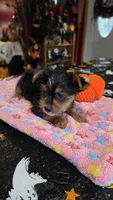 Zeba, a female Yorkshire Terrier for sale in Bowling Green, KY – 1 of 6