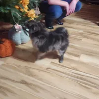 Stonie, a male Pomeranian for sale in Bowling Green, KY – Photo 5 of 7