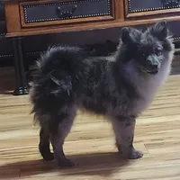 Stonie, a male Pomeranian for sale in Bowling Green, KY – Photo 7 of 7