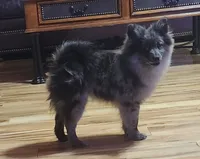 Stonie, a male Pomeranian for sale in Bowling Green, KY – Photo 7 of 7