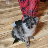 Stonie, a male Pomeranian for sale in Bowling Green, KY – Photo 1 of 7