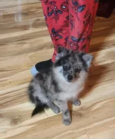 Stonie, a male Pomeranian for sale in Bowling Green, KY – Photo 1 of 7