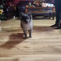 Stonie, a male Pomeranian for sale in Bowling Green, KY – Photo 3 of 7