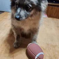 Stonie, a male Pomeranian for sale in Bowling Green, KY – Photo 2 of 7