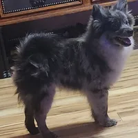 Stonie, a male Pomeranian for sale in Bowling Green, KY – Photo 6 of 7