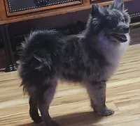 Stonie, a male Pomeranian for sale in Bowling Green, KY – Photo 6 of 7