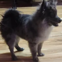 Stonie, a male Pomeranian for sale in Bowling Green, KY – Photo 4 of 7