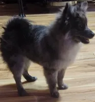 Stonie, a male Pomeranian for sale in Bowling Green, KY – Photo 4 of 7