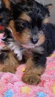 Zeb, a male Yorkshire Terrier for sale in Bowling Green, KY – 3 of 6