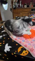 Hector, a male Toy Australian Shepherd for sale in Bowling Green, KY – 6 of 8