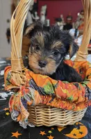 Zack, a male Yorkshire Terrier for sale in Bowling Green, KY – 6 of 6