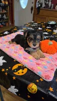 Zack, a male Yorkshire Terrier for sale in Bowling Green, KY – 3 of 6