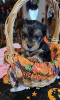 Zack, a male Yorkshire Terrier for sale in Bowling Green, KY – 5 of 6