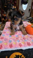 Zeba, a female Yorkshire Terrier for sale in Bowling Green, KY – 3 of 6