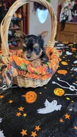 Zeb, a male Yorkshire Terrier for sale in Bowling Green, KY – 6 of 6