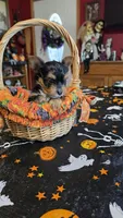Zeb, a male Yorkshire Terrier for sale in Bowling Green, KY – 5 of 6