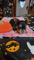Zeb, a male Yorkshire Terrier for sale in Bowling Green, KY – 4 of 6