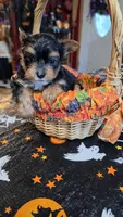 Zeb, a male Yorkshire Terrier for sale in Bowling Green, KY – 2 of 6