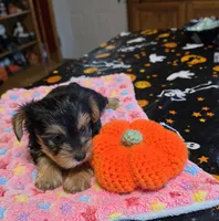 Zack, a male Yorkshire Terrier for sale in Bowling Green, KY – 2 of 6