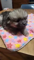 Sammy, a male Pomeranian for sale in Bowling Green, KY – Photo 3 of 6