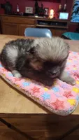 Sammy, a male Pomeranian for sale in Bowling Green, KY – Photo 5 of 6