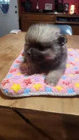 Sammy, a male Pomeranian for sale in Bowling Green, KY – Photo 1 of 6