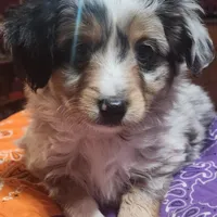 Scrappy, a male Toy Australian Shepherd for sale in Bowling Green, KY – Photo 2 of 8