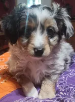 Scrappy, a male Toy Australian Shepherd for sale in Bowling Green, KY – Photo 2 of 8