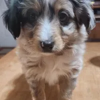 Scrappy, a male Toy Australian Shepherd for sale in Bowling Green, KY – Photo 5 of 8
