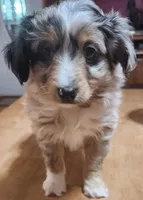 Scrappy, a male Toy Australian Shepherd for sale in Bowling Green, KY – Photo 5 of 8