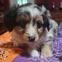 Scrappy, a male Toy Australian Shepherd for sale in Bowling Green, KY – Photo 3 of 8