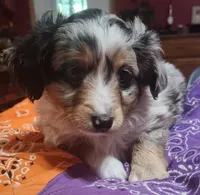 Scrappy, a male Toy Australian Shepherd for sale in Bowling Green, KY – Photo 3 of 8