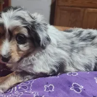 Scrappy, a male Toy Australian Shepherd for sale in Bowling Green, KY – Photo 8 of 8