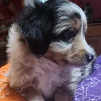 Scrappy, a male Toy Australian Shepherd for sale in Bowling Green, KY – Photo 4 of 8