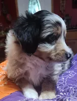 Scrappy, a male Toy Australian Shepherd for sale in Bowling Green, KY – Photo 4 of 8