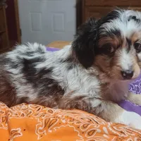 Scrappy, a male Toy Australian Shepherd for sale in Bowling Green, KY – Photo 7 of 8