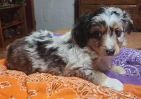 Scrappy, a male Toy Australian Shepherd for sale in Bowling Green, KY – Photo 7 of 8
