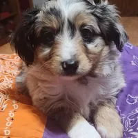 Scrappy, a male Toy Australian Shepherd for sale in Bowling Green, KY – Photo 1 of 8