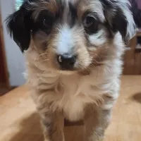 Scrappy, a male Toy Australian Shepherd for sale in Bowling Green, KY – Photo 6 of 8