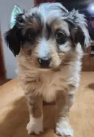 Scrappy, a male Toy Australian Shepherd for sale in Bowling Green, KY – Photo 6 of 8