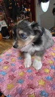Hector, a male Toy Australian Shepherd for sale in Bowling Green, KY – 8 of 8