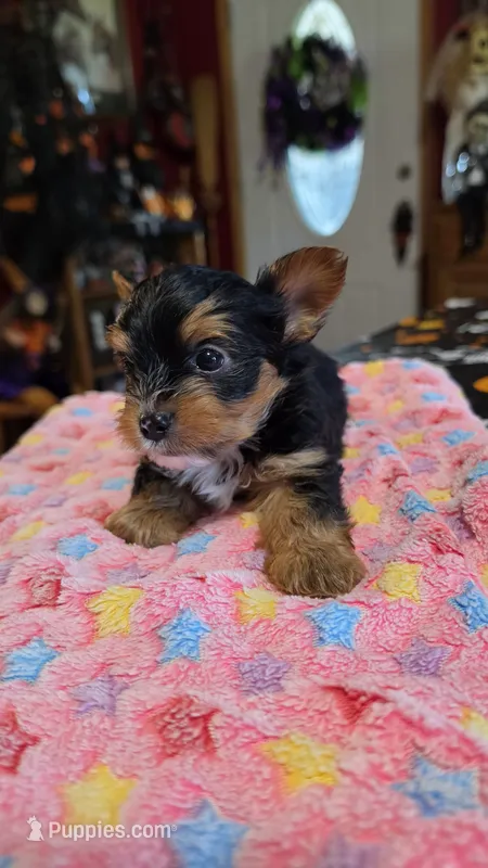 Zeb – Yorkshire Terrier puppy for sale in Bowling Green, KY