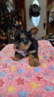 Zeb, a male Yorkshire Terrier for sale in Bowling Green, KY – 1 of 6