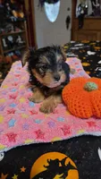 Zack, a male Yorkshire Terrier for sale in Bowling Green, KY – 4 of 6